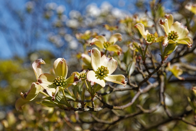 Jardin Botanique de la Bastide-033